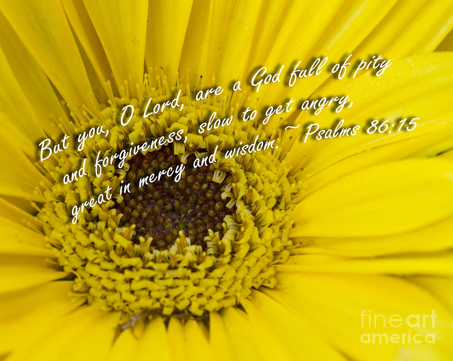Daisy Photograph - Merciful by Fred Ziegler