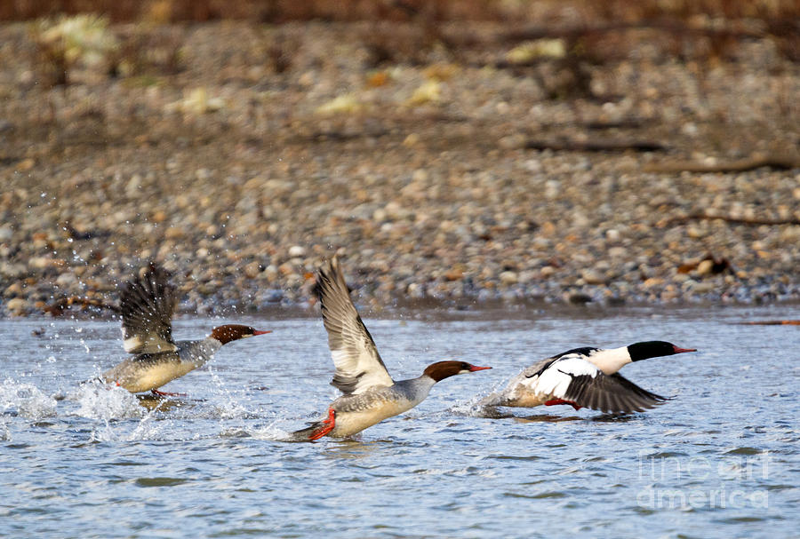 Duck Photograph - Merganser Flight by Michael Dawson