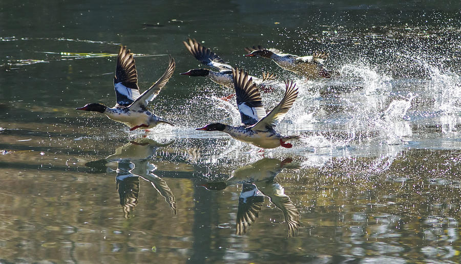 Duck Photograph - Merganser Flight by Mircea Costina Photography