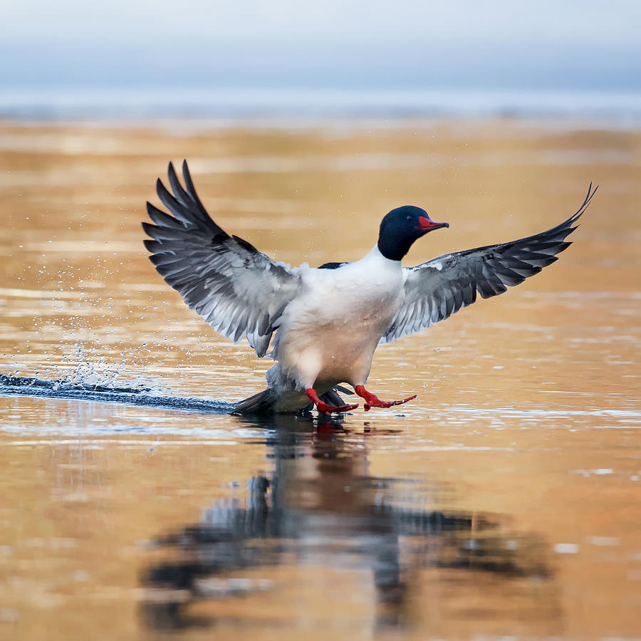 Merganser Tail Landing Square Photograph by Bill Wakeley