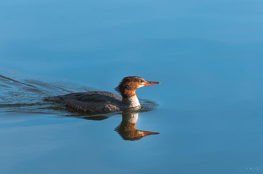 Duck Photograph - Merganser Up and Down by J H Clery