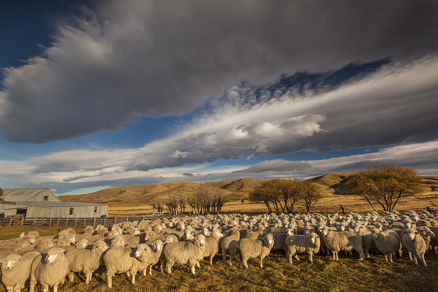 Merino Sheep Otago New Zealand Photograph by Colin Monteath