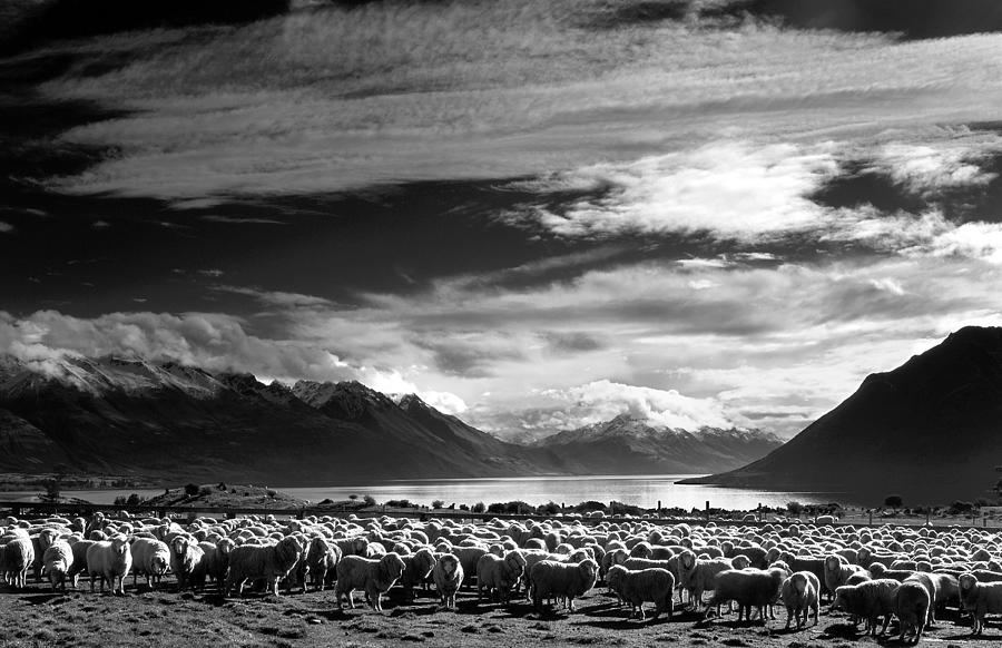 Merinos at Lake Wakatipu Photograph by Maggie Mccall