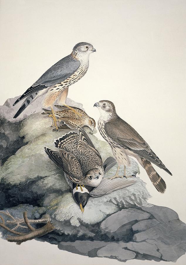 Falcon Photograph - Merlin, 19th century by Science Photo Library