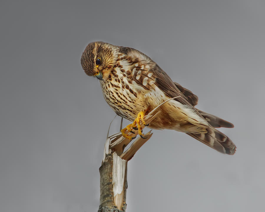 Merlin Falcon Searching For Prey Photograph by Sue Capuano Merlin Falcon Searching For Prey Photograph by Sue Capuano