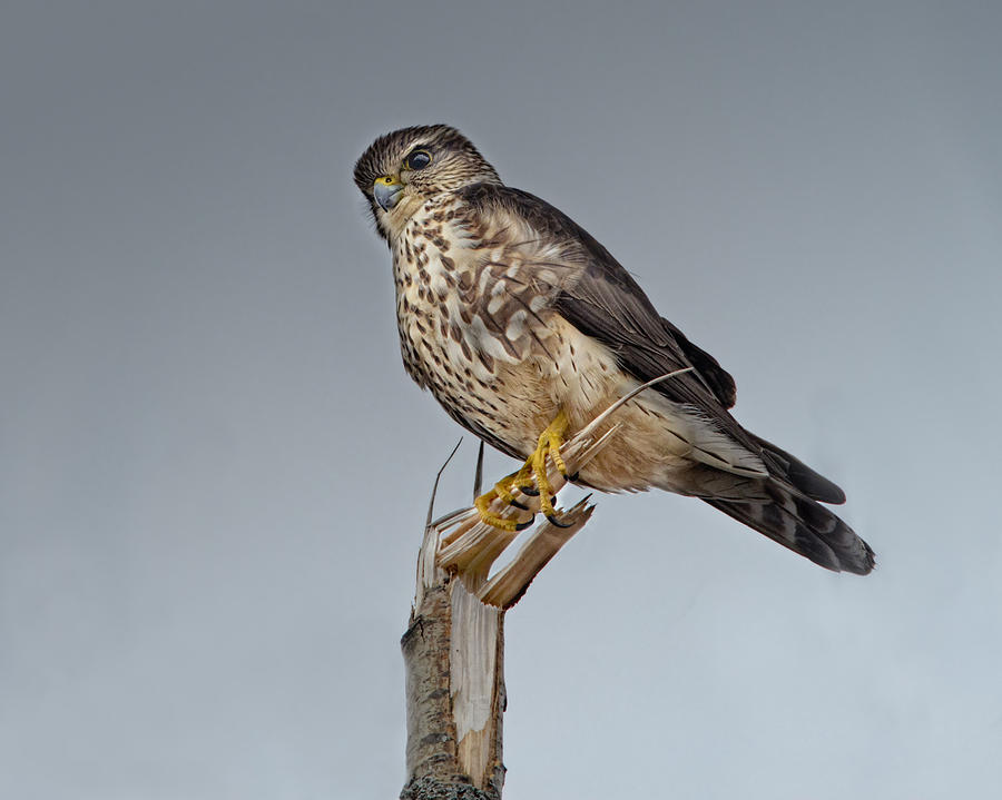 Merlin Falcon Photograph by Sue Capuano
