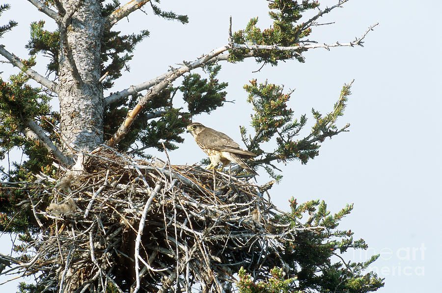 Wildlife Photograph - Merlin In Nest by William H. Mullins