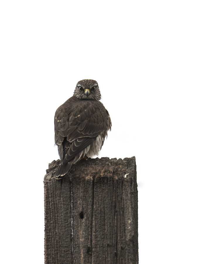 Merlin on a Post Photograph by Loree Johnson