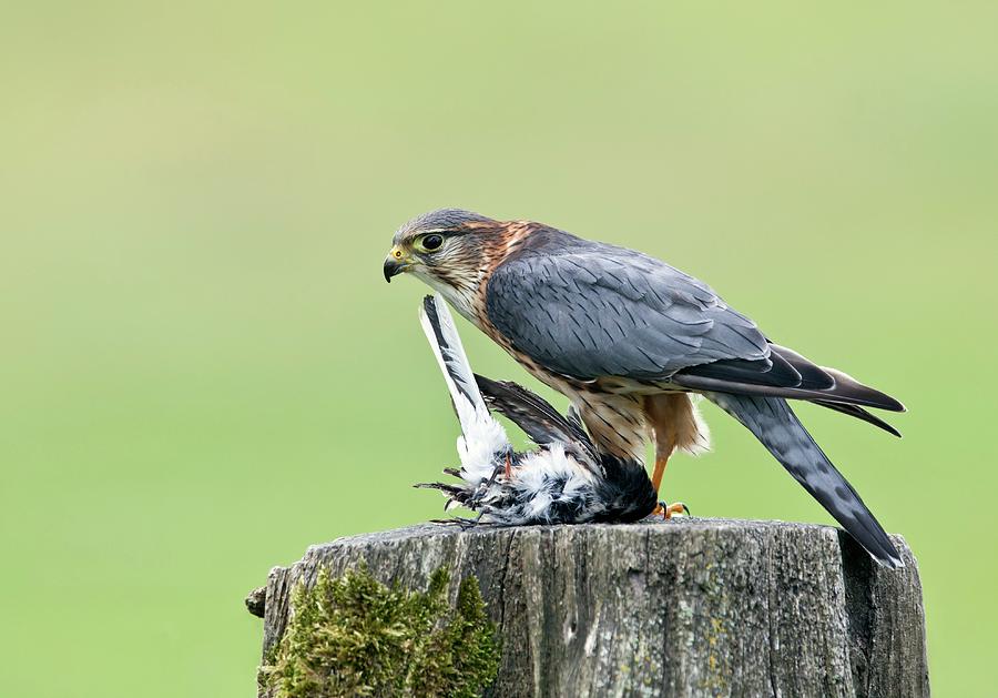 Merlin Perched And Prey Photograph by John Devries/science Photo Library