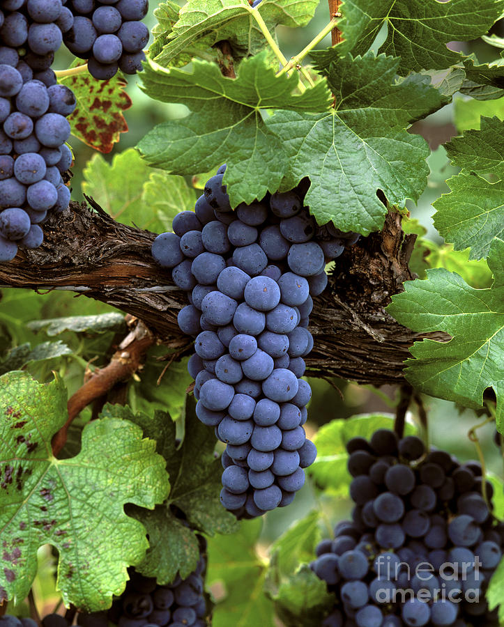 Merlot Clusters Photograph by Craig Lovell
