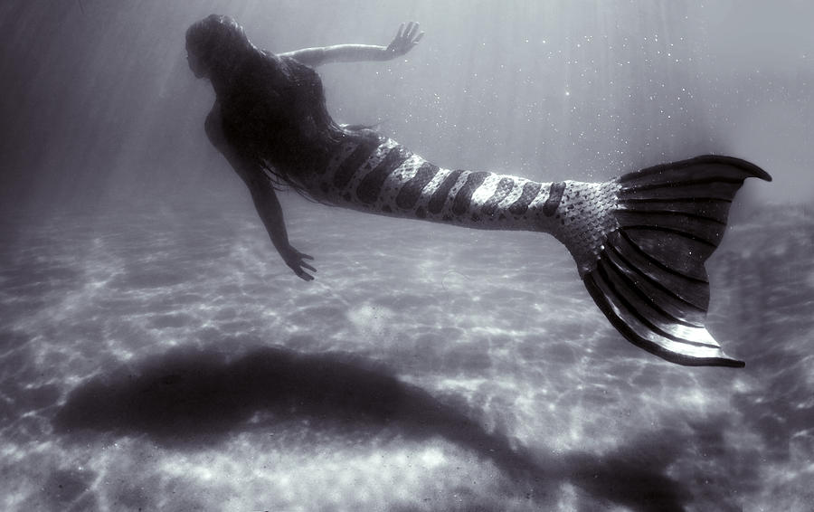 Mermaid Photograph - Mermaid Swim By by Greg Amptman