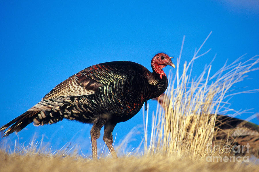 Turkey Photograph - Merriams Turkey by William H. Mullins
