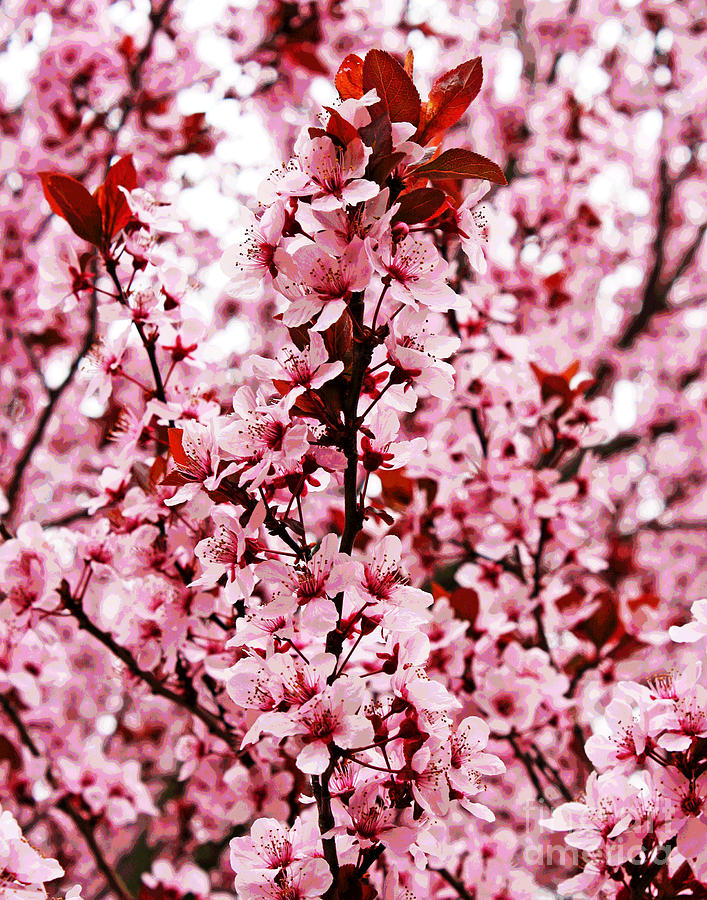 Merrifield Pink Blossoms Photograph by Larry Oskin