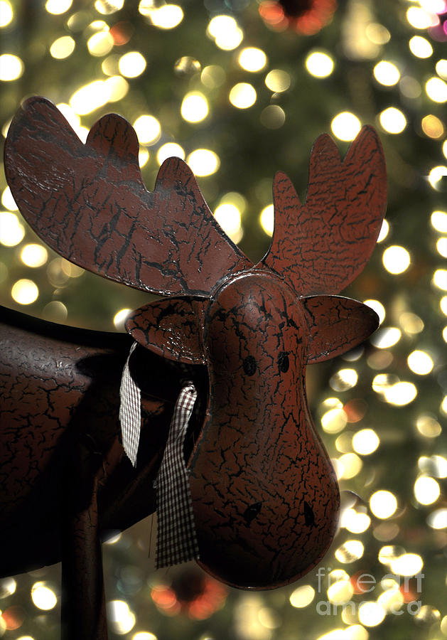 Merry Chrismoose Photograph by Diane E Berry