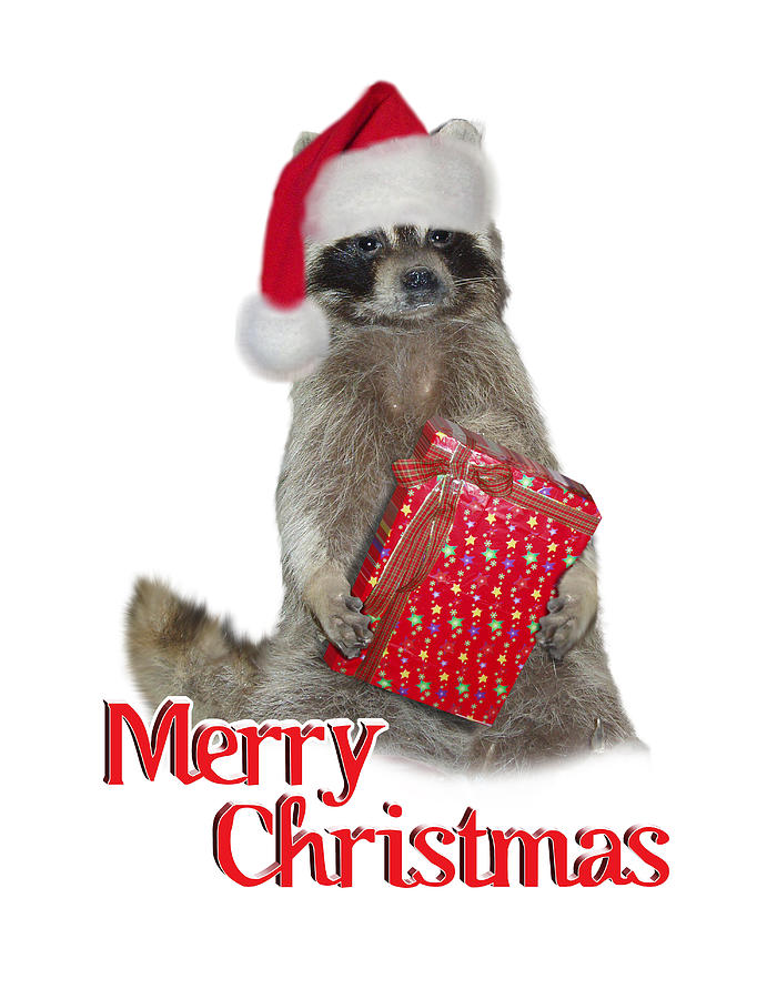 Raccoon Digital Art - Merry Christmas -  Raccoon by Gravityx9 Designs