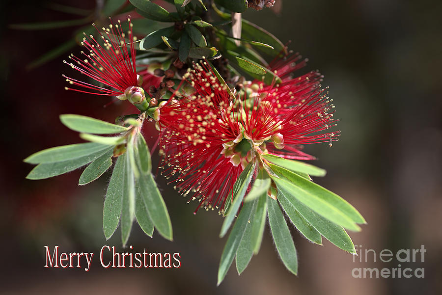 Merry Christmas Australian Bottlebrush Flowers Photograph by Joy Watson