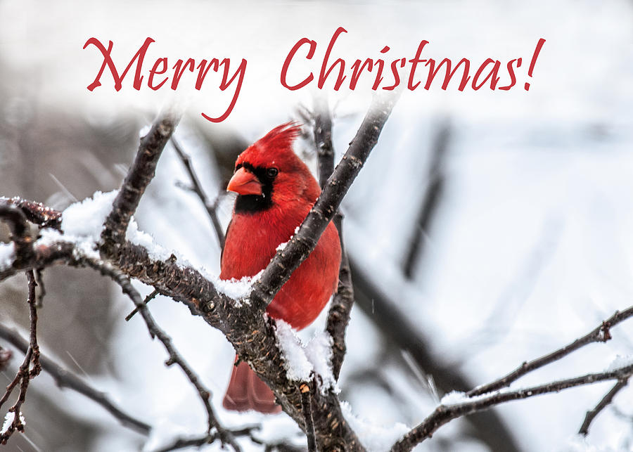 Merry Christmas Cardinal 2 Photograph by Lara Ellis