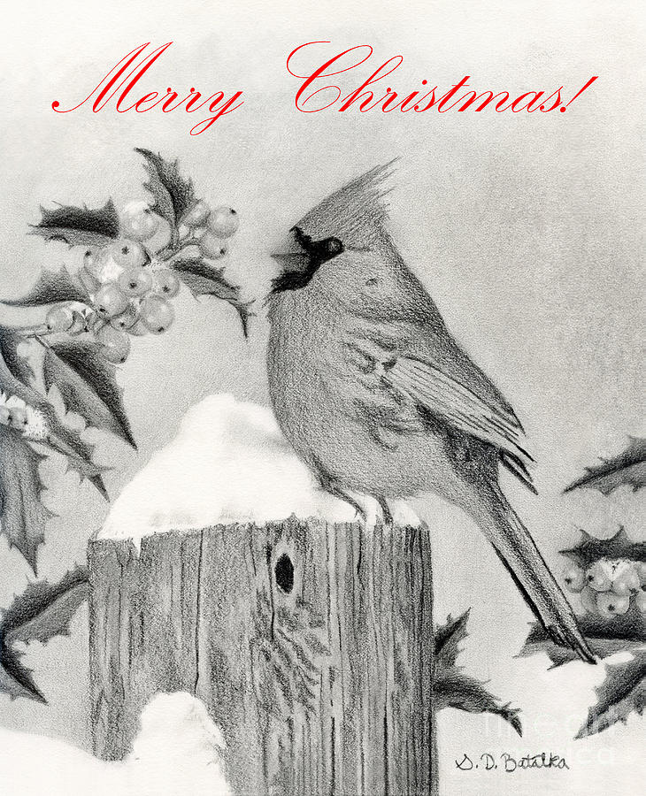 Download Cardinal And Holly Merry Christmas Cards Drawing By Sarah Batalka Yellowimages Mockups