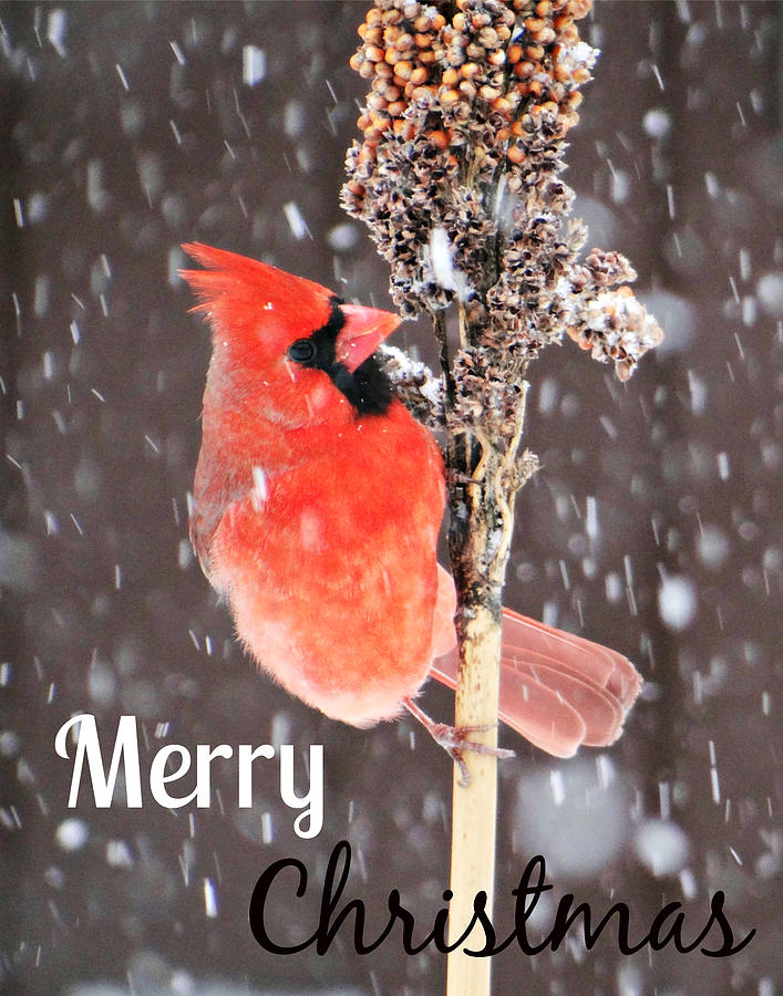 Merry Christmas Cardinal Card Photograph by Dark Whimsy