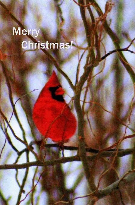 Merry Christmas Cardinal Digital Art by Kay Novy