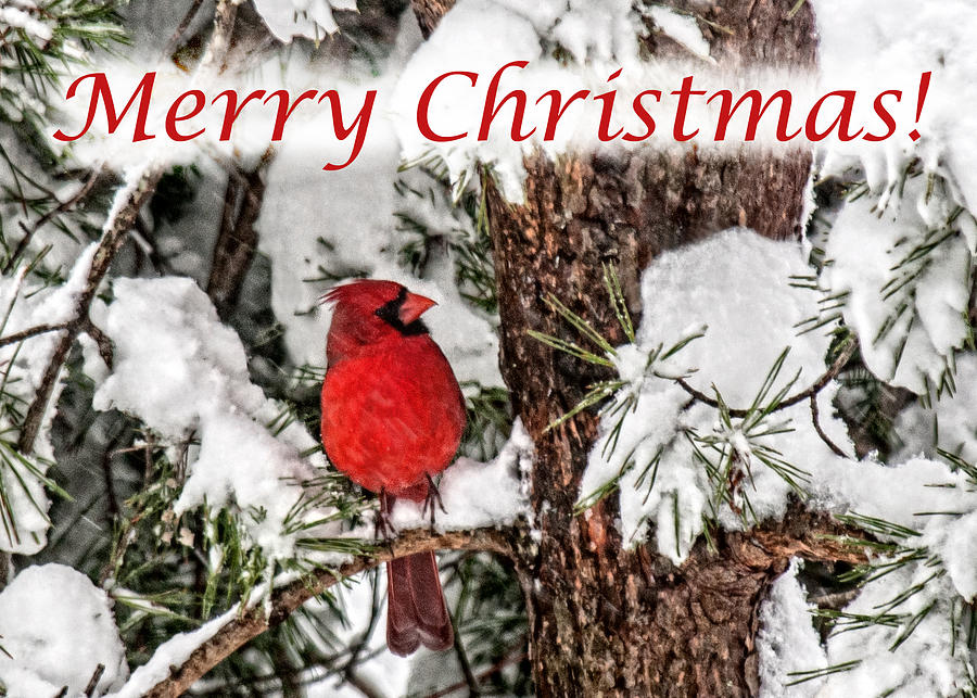 Merry Christmas Cardinal Photograph by Lara Ellis