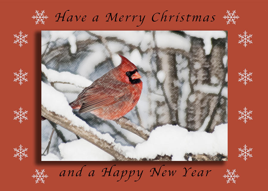 Merry Christmas Cardinal Photograph by Michael Peychich