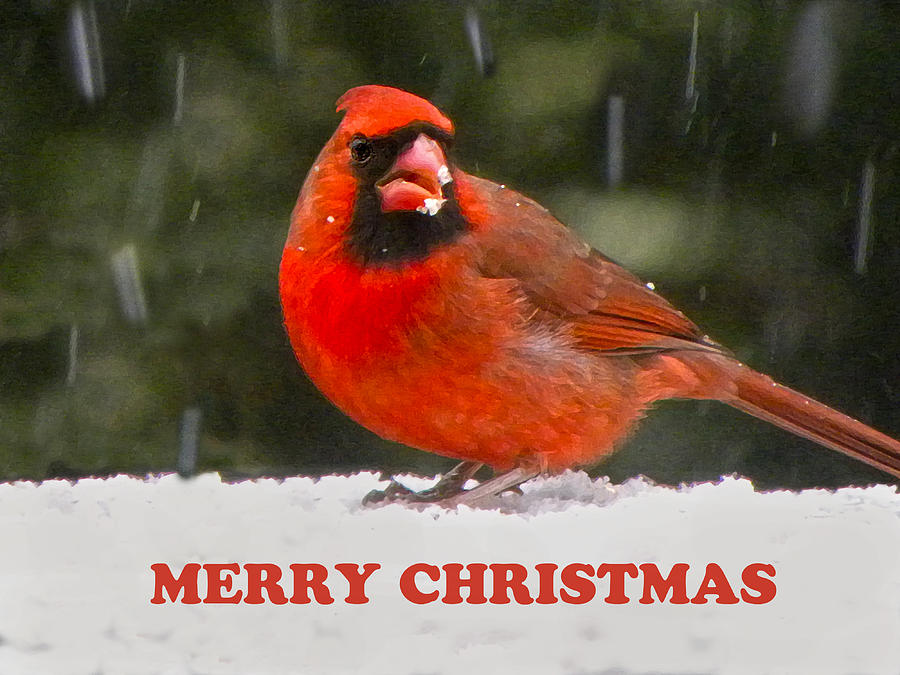 Cardinal Photograph - Merry Christmas Cardinal by Sandi OReilly