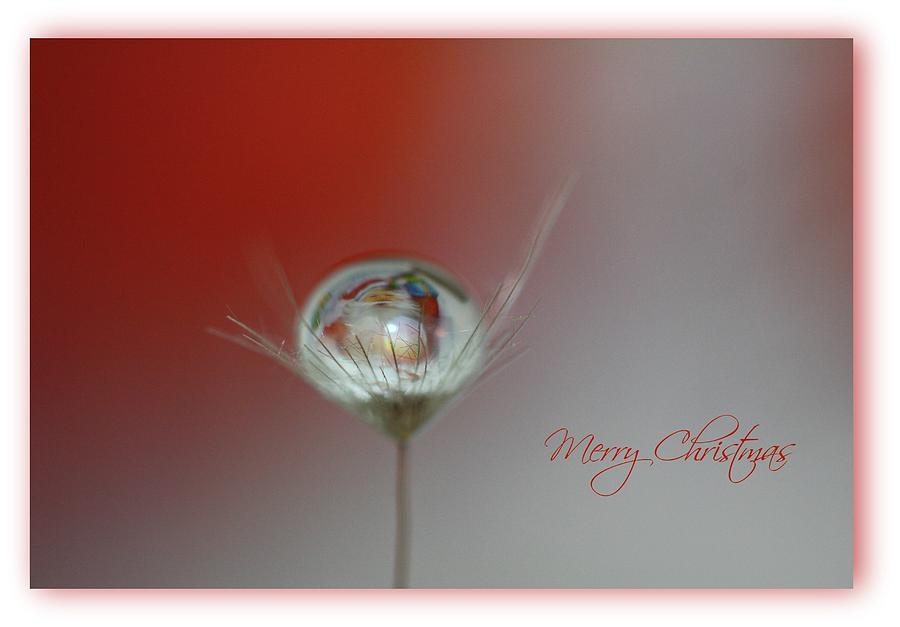 Water Photograph - Merry Christmas by Debbie Howden