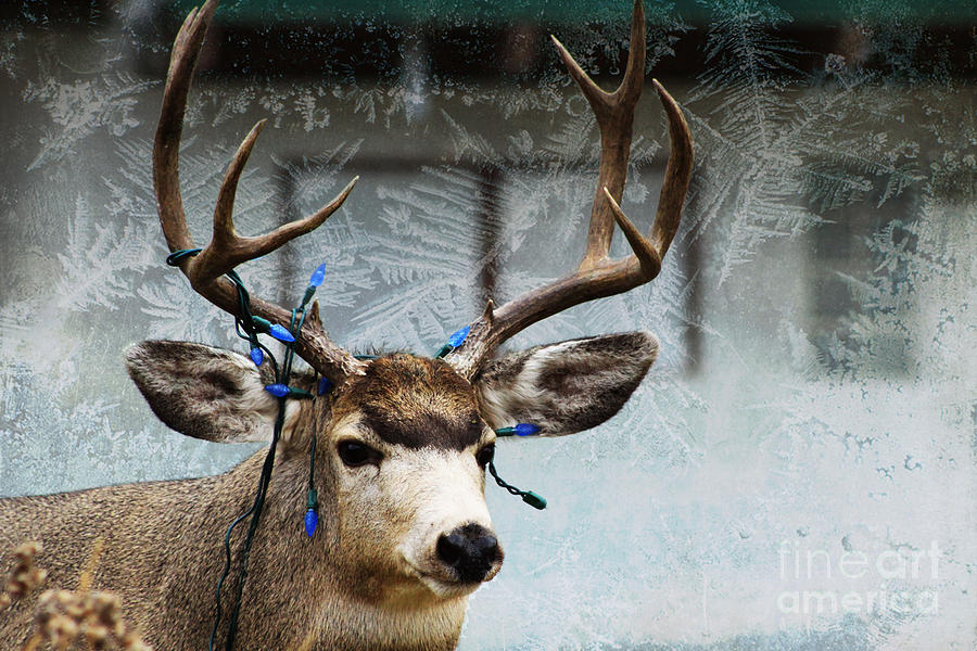 Merry Christmas Deer Photograph by Alyce Taylor