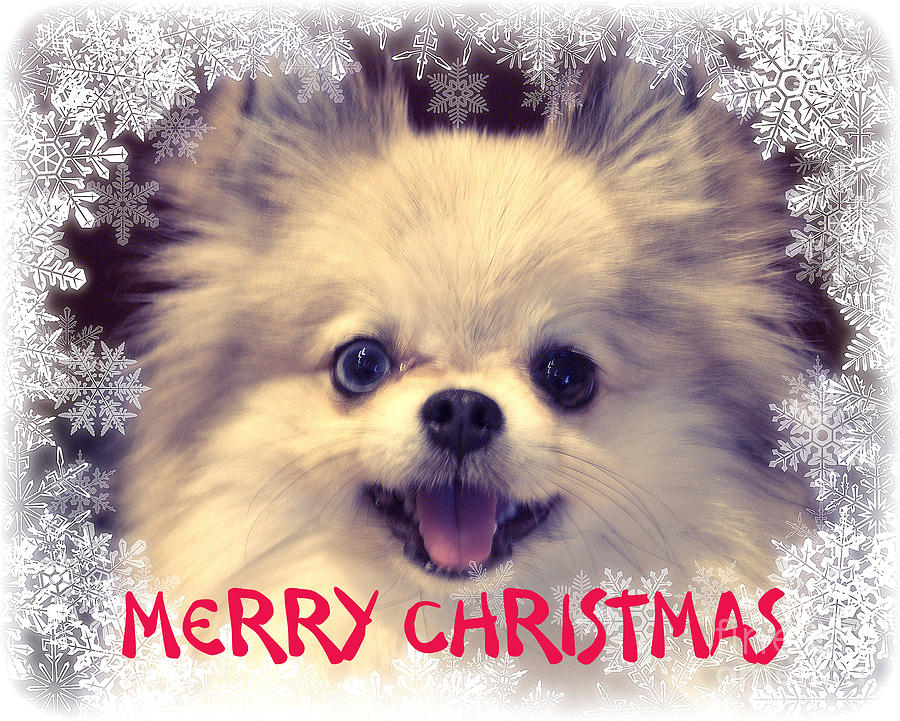 Merry Christmas - Dog Photograph by John Greco