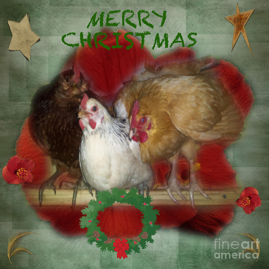 We Wish You Merry Christmas From The  Chicken Pen  Photograph by Donna Brown