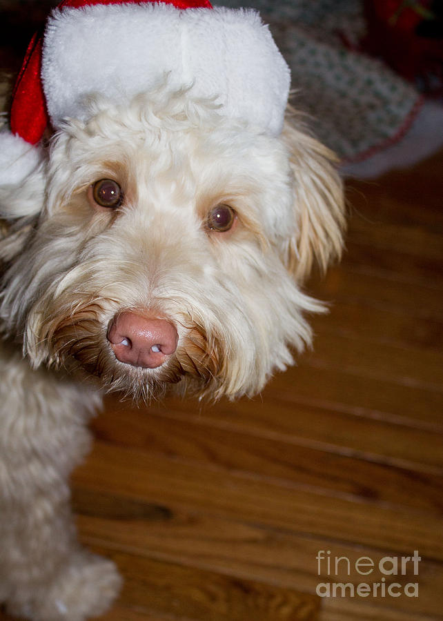 Merry Christmas from a Labradoodle Photograph by Sandra Clark