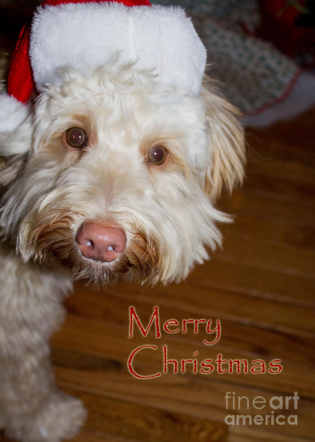 Merry Christmas from a Labrdoodle card Photograph by Sandra Clark