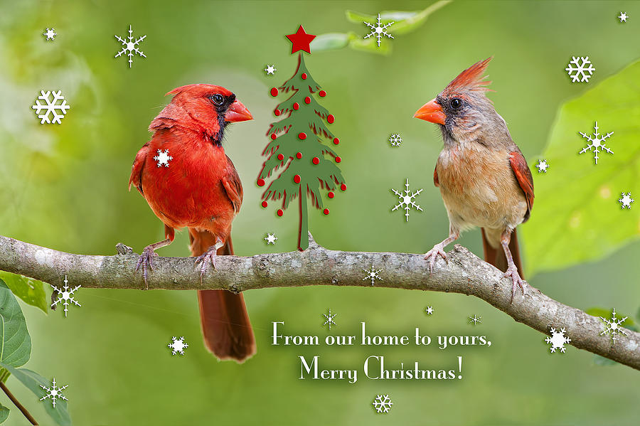 Merry Christmas from our home to yours Photograph by Bonnie Barry