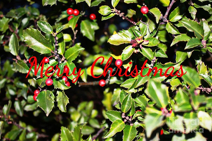 Merry Christmas Greeting Card Photograph by Judy Palkimas