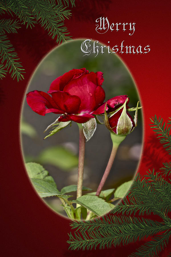 Christmas Photograph - Merry Christmas Greeting Card - Red Roses by Carol Senske