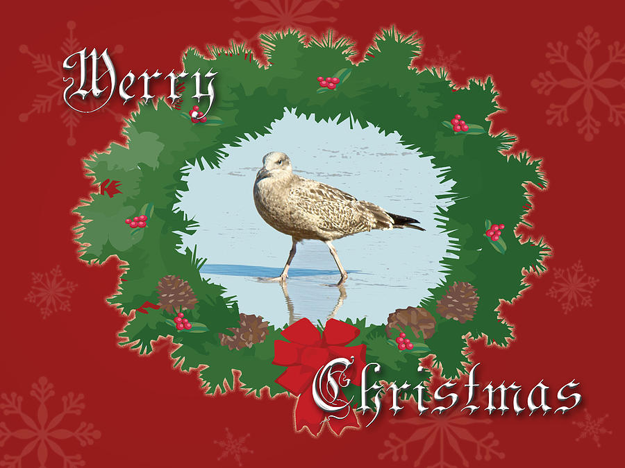 Merry Christmas Greeting Card - Young Seagull Photograph by Carol Senske
