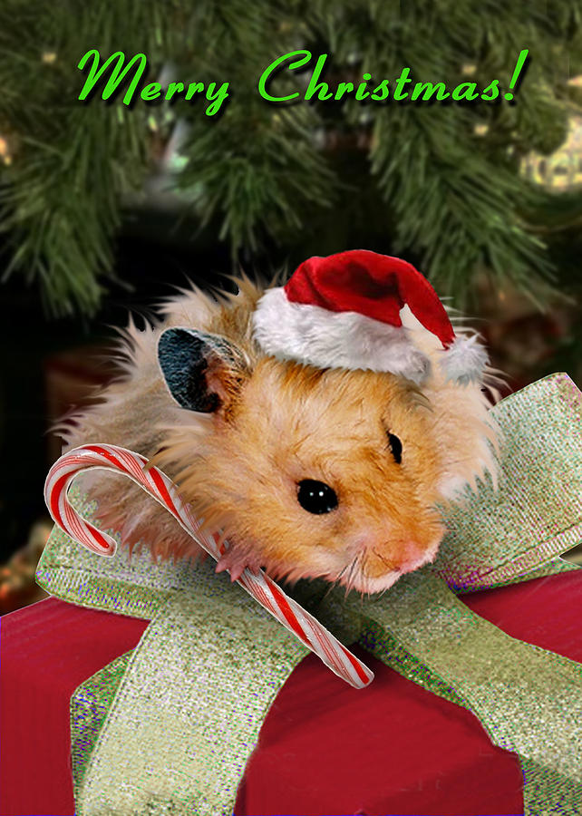 talking christmas hamster