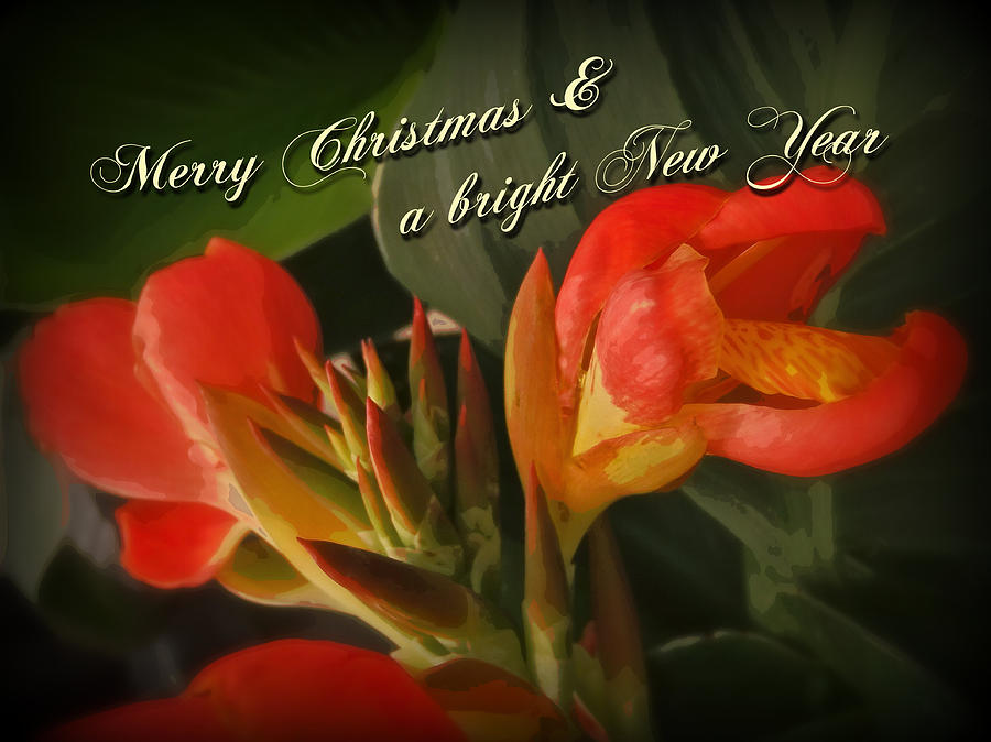 Merry Christmas Happy New Year Card - Red Canna Lily Photograph by Carol Senske