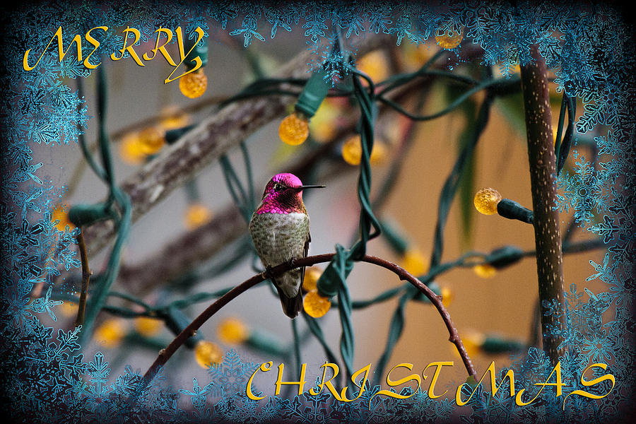 Merry Christmas Hummer Photograph by Wes and Dotty Weber