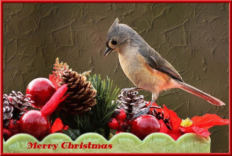 Merry Christmas Photograph by Judy Genovese