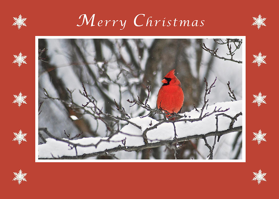 Merry Christmas Male Cardinal Photograph by Michael Peychich