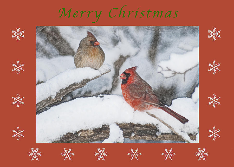 Merry Christmas Pair of Cardinals Photograph by Michael Peychich