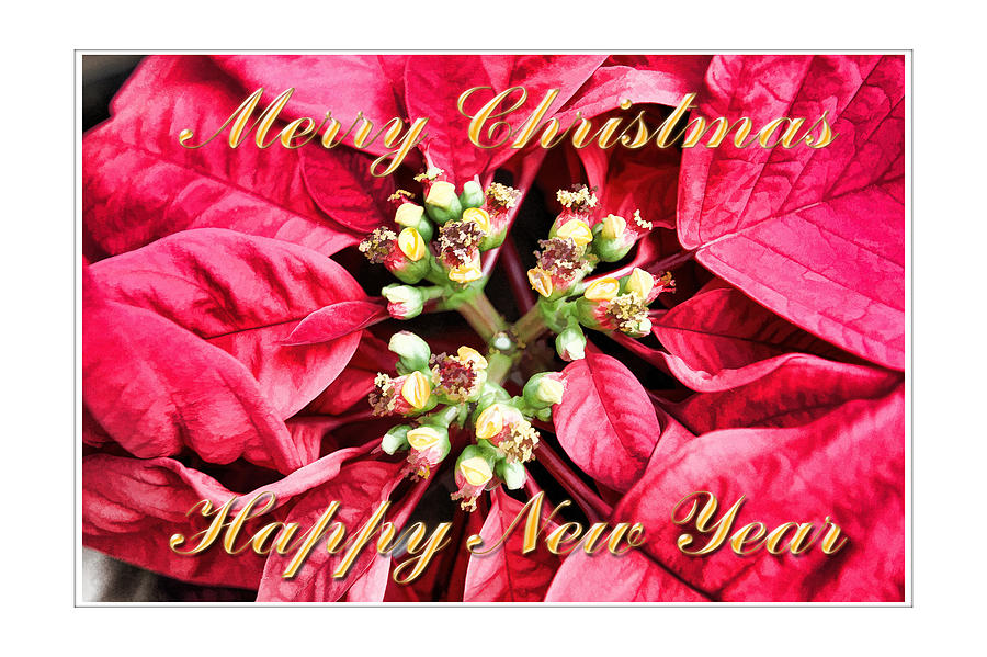Christmas Digital Art - Merry Christmas Poinsettia Card by Audreen Gieger