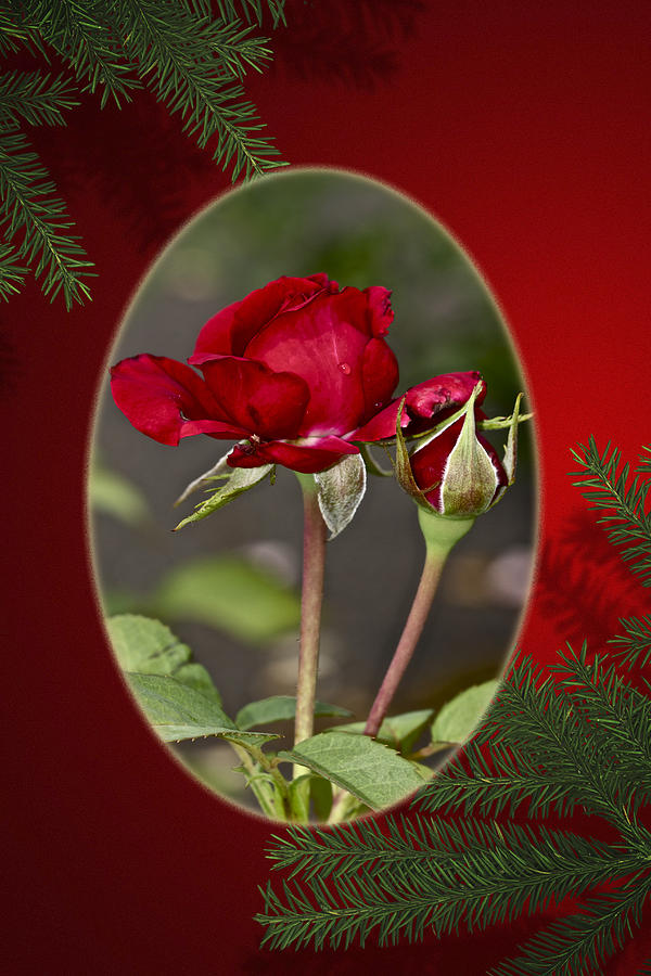 Christmas Photograph - Merry Christmas - Red Roses by Carol Senske