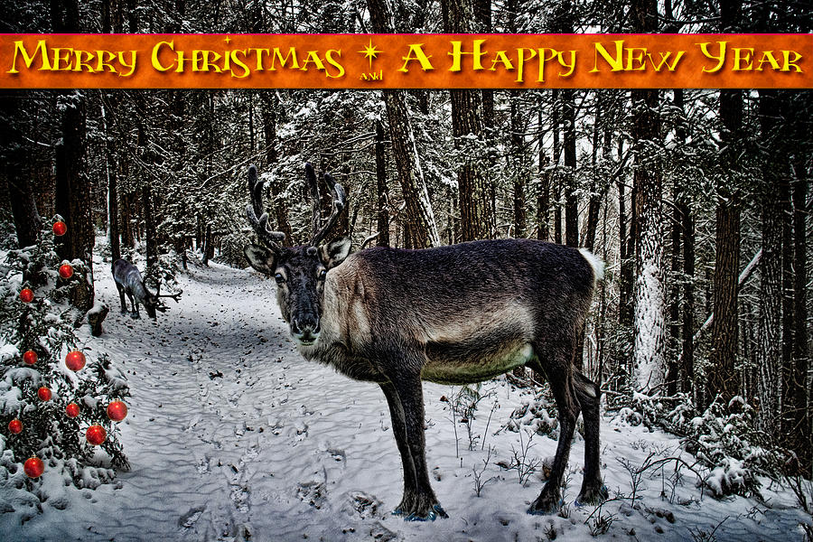 Merry Christmas Reindeer Photograph by Chris Lord