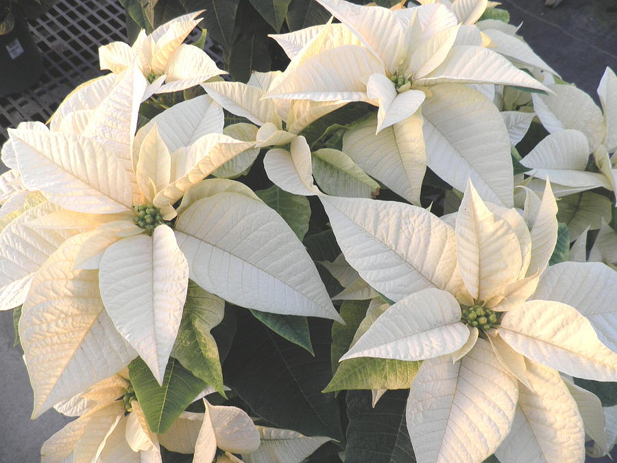 White Poinsettias Photograph - Merry Christmas To All by Kate Gallagher