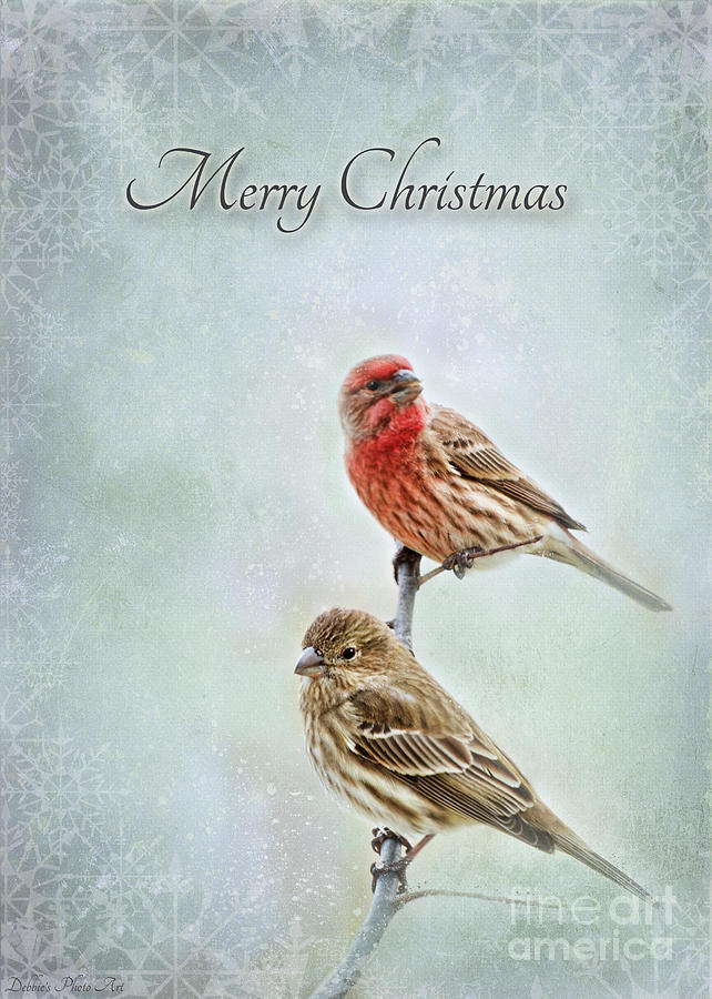 Merry Christmas winter finches Photograph by Debbie Portwood