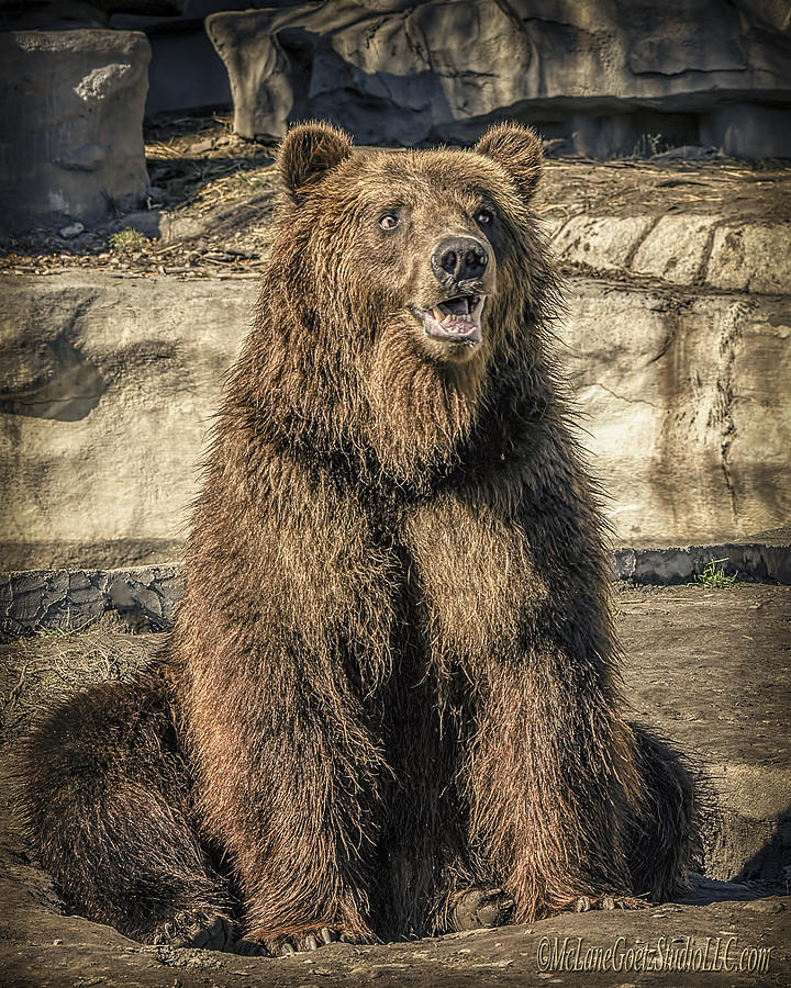 Merry Grizzly Bear     Photograph by LeeAnn McLaneGoetz McLaneGoetzStudioLLCcom