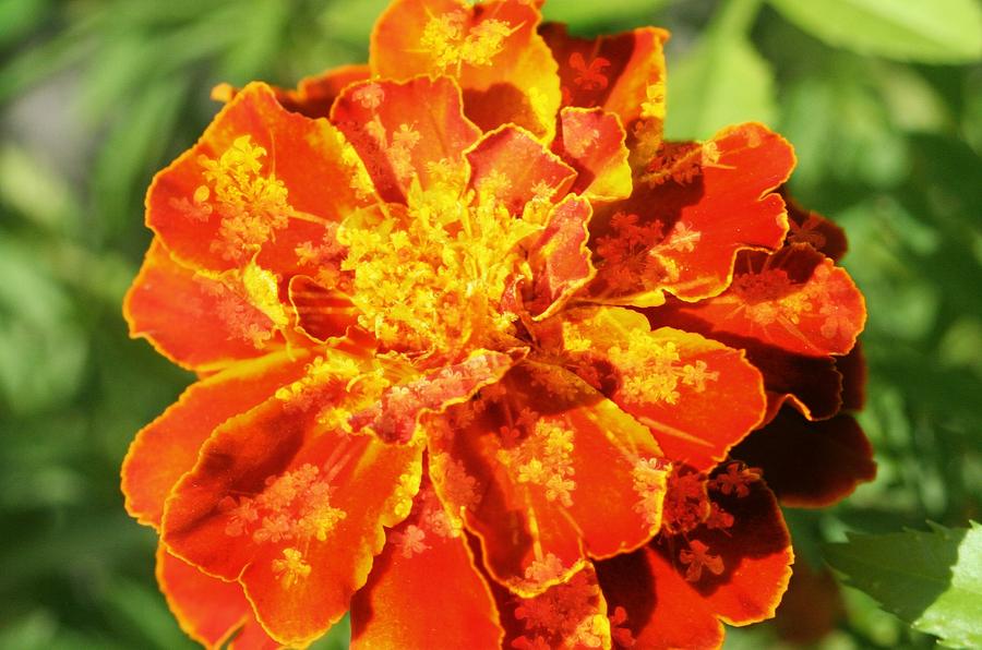 Merry Marigold Photograph by Barbara S Nickerson